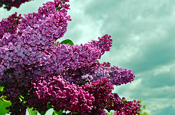 Flowers, Sky, Lilac, Branches, Bloom, Flowering, Spring HD wallpaper