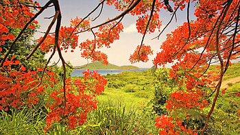 Tamarind Bay View, island, Tamarind Bay, plants, Puerto Rico, bay, Flamboyant tree, tree, Culebra, branches, trees, flowers, Tamarind, water, Culebra Island, foliage HD wallpaper