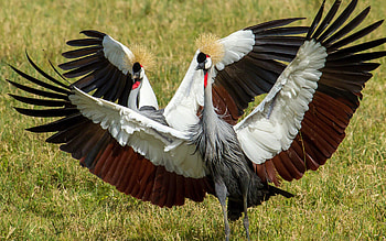 Crowned crane, Dance of cranes, Bird , backgrounds HD wallpaper