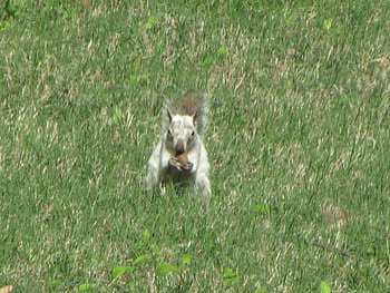 Bianca the White Squirrel eating a nut, Bianca, eating, grass, White squirrel, nut HD wallpaper