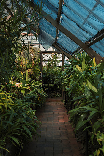 Plants, Miscellanea, Miscellaneous, Tropical, Exotic, Greenhouse HD phone wallpaper