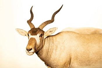 Joel sartore, Addax, Animal, Ani033 HD wallpaper