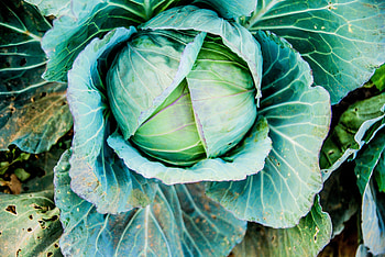 Food, Cabbage, Head, Vegetable, Kochan HD wallpaper
