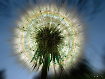 Plants, Art, Dandelions HD wallpaper