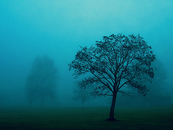 Trees, Tree HD wallpaper