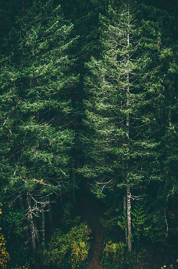 Forest , Nature's beauty, Mobile serenity, Green wonders HD phone wallpaper