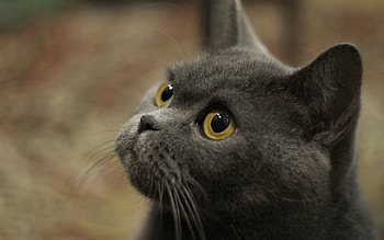 Animals, Cat, Muzzle, Eyes, Grey, Sight, Opinion HD wallpaper
