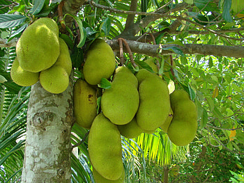 Jackfruit , Stunning visuals, Tropical fruit, Background beauty HD wallpaper