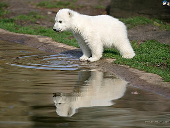 baby polar bear, polarbear, cute, adorable, an HD wallpaper
