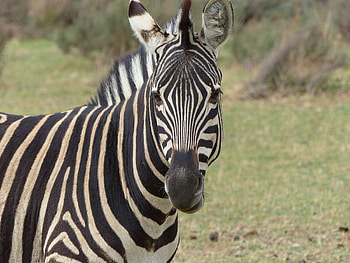 Zebra, animal, africa, equine HD wallpaper