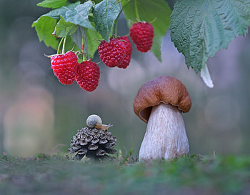 :), aleksandr govzd, red, ciuperca, berry, melc, snail, mushroom, brown, fruit, nature HD wallpaper
