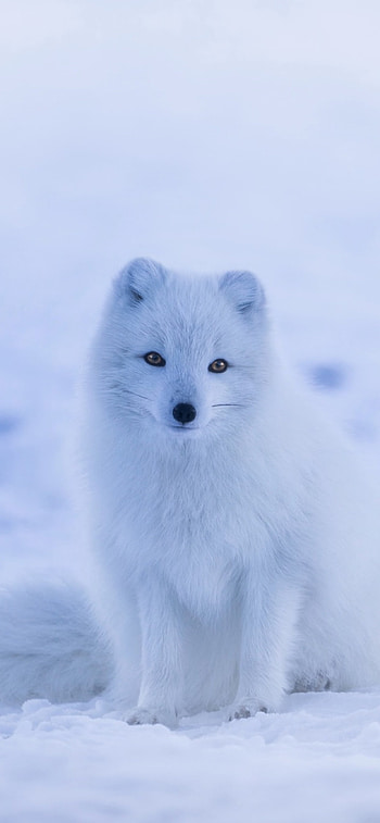 Snowy arctic fox, , visuals, Stunning ry HD phone wallpaper