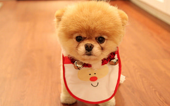 Animals, Dogs HD wallpaper