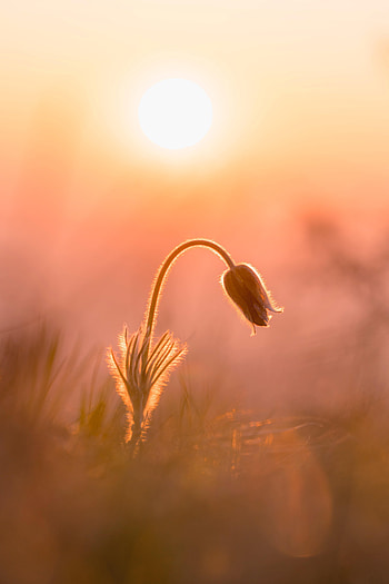 Nature, Plant, Glare, Beams, Rays, Bud HD phone wallpaper