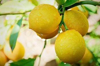 Lemon tree, Ultra , and smart, High definition delight HD wallpaper
