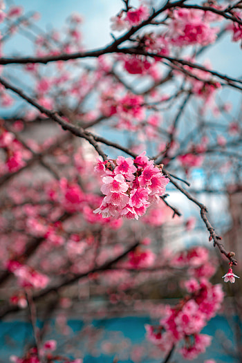 Flowers, Sakura, Macro, Flowering, Bloom, Branch HD phone wallpaper