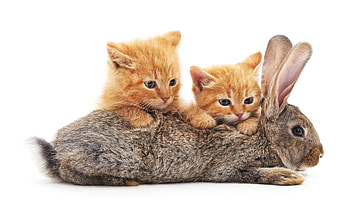 :), massage, pet, cat, paw, rabbit, animal, kitten, bunny, pisici, iepuras HD wallpaper