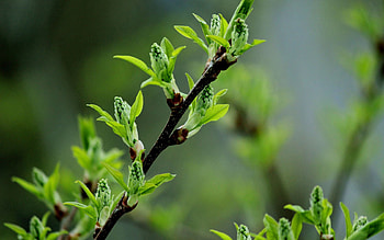 Grass, Leaves, Macro, Shine, Light, Branch HD wallpaper