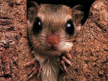 Tight Squeeze, rodent, squeezing, two pieces of tree HD wallpaper