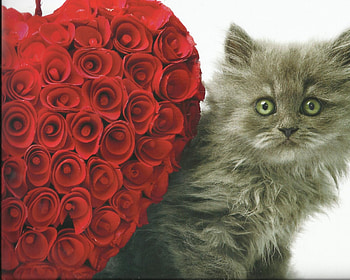 Kitten, roses, red, cute, heart, paws HD wallpaper