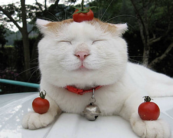 Cute Cat, animal, cute, cat, funny HD wallpaper