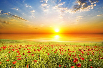 field, red, sky, nature, flowers HD wallpaper