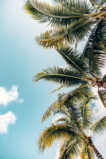 Nature, Sky, Leaves, Palms, Crown, Branches, Crowns HD phone wallpaper