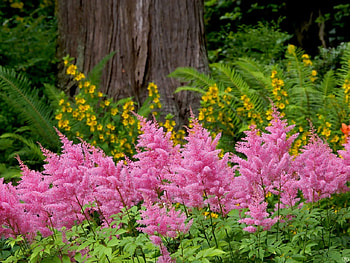wild flowers, beautiful, grass, nice, tree, pink, leaves, green, yellow, nature, flowers, forest HD wallpaper