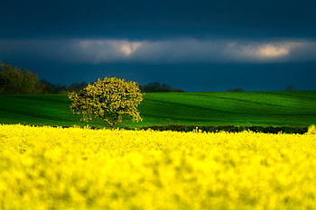 A storm clouds over a field, dark-light, natural, graphy, stormy, tree, crop, beauty, agriculture, summer, rural, yellow, green, clouds, fields, , nature HD wallpaper