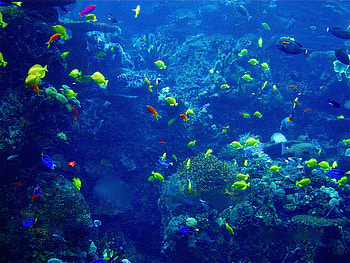 Aquarium full of Fish, Blue Color, Aquarium, rocks, Fish HD wallpaper