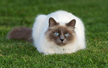 Animals, Cat, Fluffy, To Lie Down, Lie, Muzzle, Thick, Fat HD wallpaper