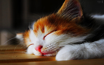 Animals, Cats HD wallpaper