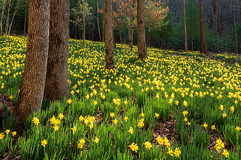 flowers forest, trees, flowers, forest, yellow HD wallpaper