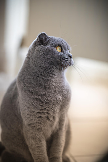 Animals, Cat, Pet, Sight, Opinion, Profile, British Cat HD phone wallpaper