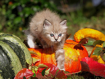 Cool Cat, cool, cat, beautiful HD wallpaper