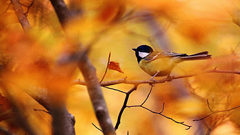 Autumn tree, Cute tit bird, background HD wallpaper