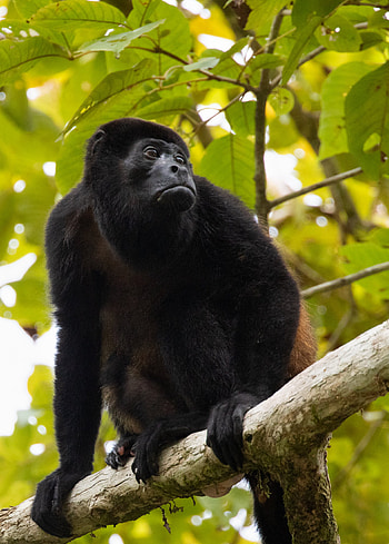 Osa Peninsula Wildlife, graphy, Elizabeth Acevedo, Nature HD phone wallpaper