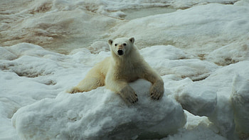Animals, Snow, Sit, Polar Bear HD wallpaper