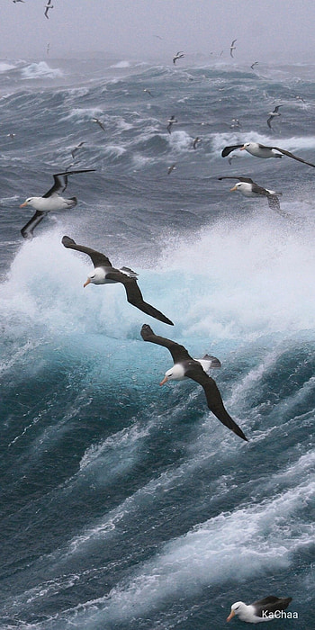 Pet albatross, Sea bird companions, Beautiful feathered friends, Nature's marvels HD phone wallpaper