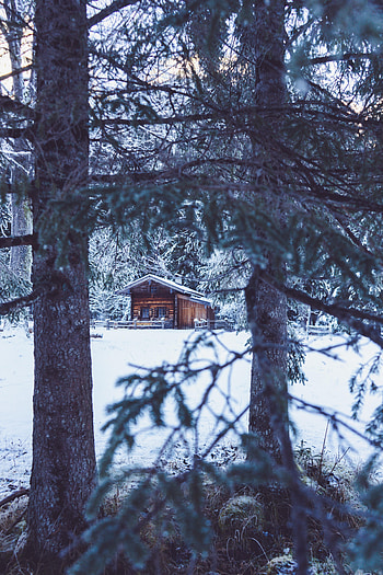 Winter, Nature, Trees, Snow, House, Hut HD phone wallpaper