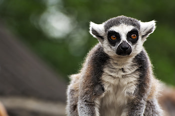 Funny, Animals, Sight, Opinion, Animal, Lemur, Focus HD wallpaper