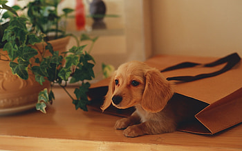 Animals, Dogs HD wallpaper