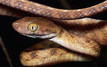 Animals, Muzzle, Sight, Opinion, Snake, Danger HD wallpaper