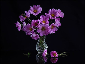 Flowers, Reflection, Pink, Vase HD wallpaper