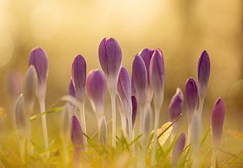 Crocuses, pink, crocus, yellow, flower, spring HD wallpaper