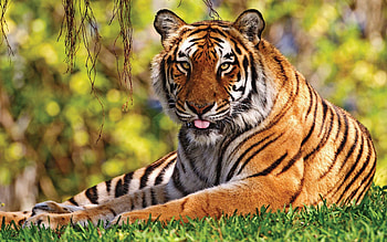 Animals, Grass, To Lie Down, Lie, Predator, Big Cat, Tiger, Language, Tongue HD wallpaper