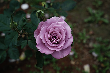 Violet rose, flower, portrait HD wallpaper