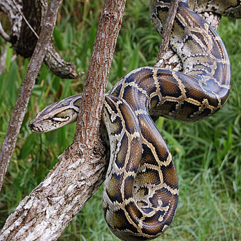 Burmese Python, Exotic Backgrounds, Serpent Elegance, Nature's Marvel HD phone wallpaper