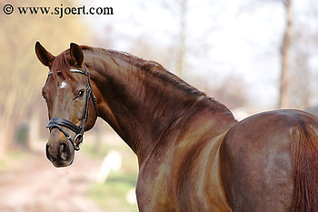 Are you looking at me, looking, back, horses, animals, nature, lovely, pony HD wallpaper