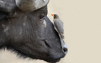 Animals, Nature, Bird, Buffalo HD wallpaper